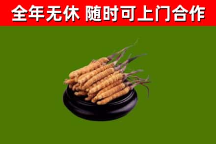 金华市回收散虫草